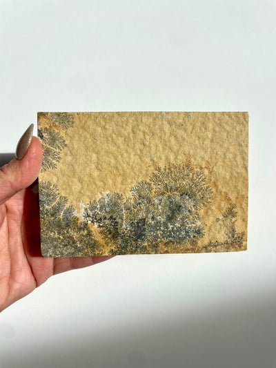Dendritic Slab (Large)