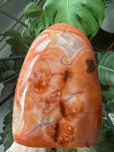 Carnelian Free form 3